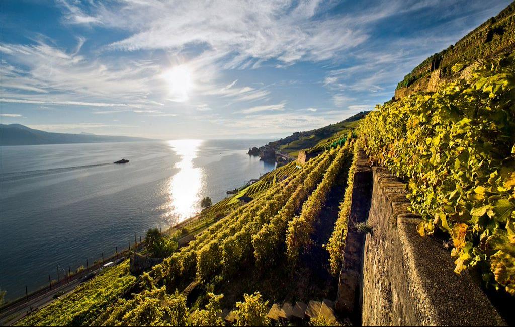 Les plus beaux lacs de France - © © Marcus Gyger / Switzerland Tourism - Le vignoble de St-Saphorin sur la rive du lac Leman - Suisse Les plus beaux lacs de France