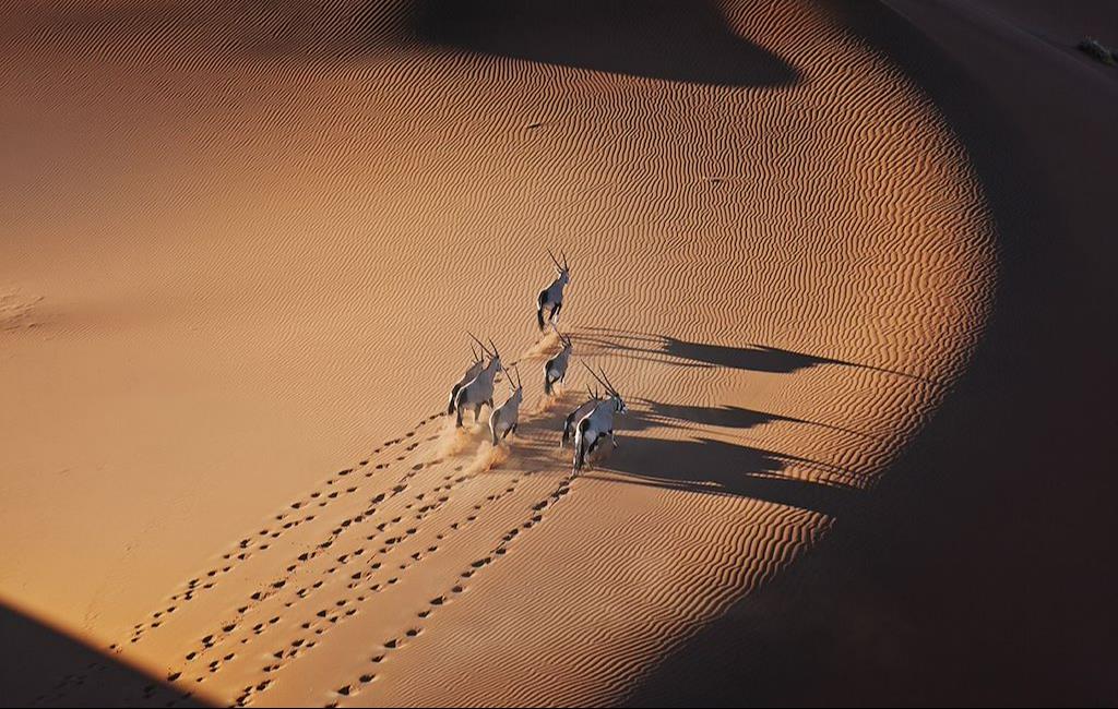 Safari en 2026 : Loin des clichés, l'aventure sauvage et responsable - © © Martin Harvey / Getty Images - Desert namibien, un troupeau d'oryx galope à travers les dunes Safari en 2026 : Loin des clichés, l'aventure sauvage et responsable