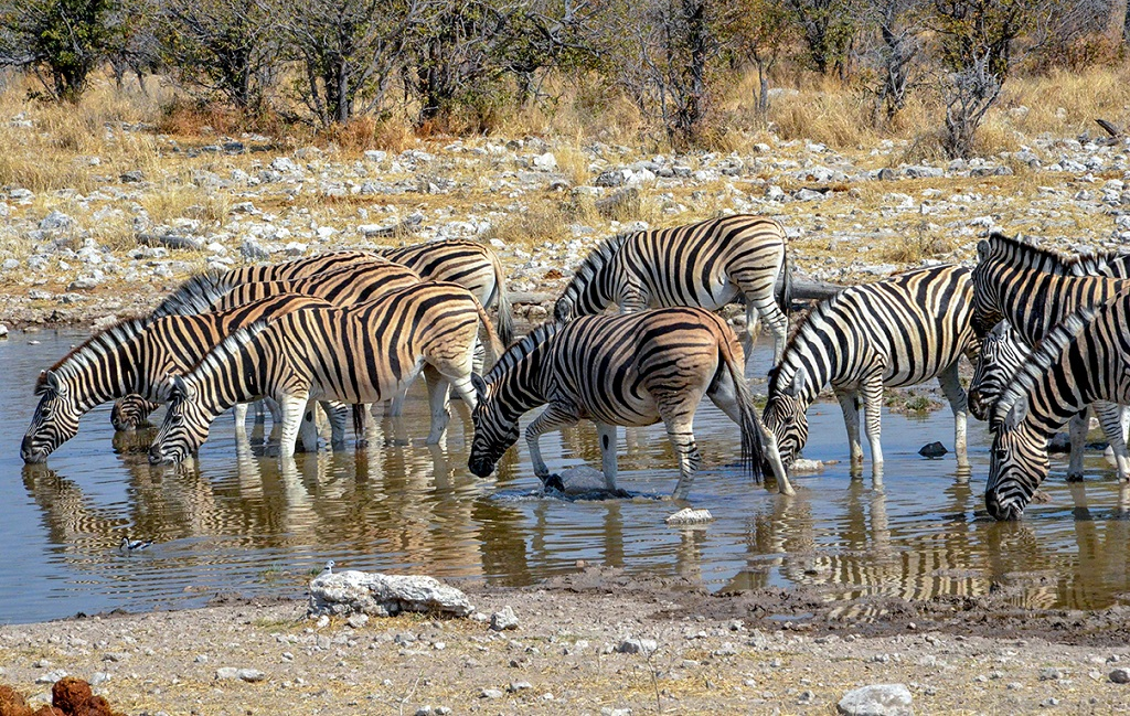 Afrique Australe : le chant de la savane