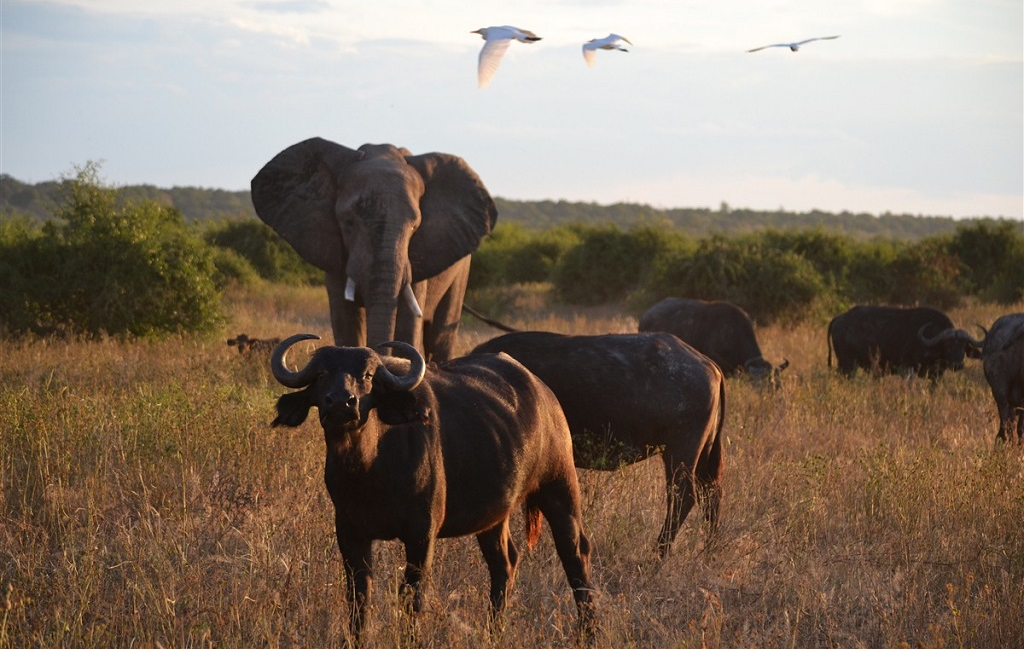 Faire un safari en famille en Afrique Australe