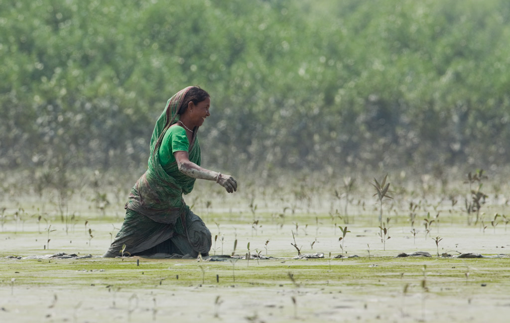 Inde : renaître avec la mangrove - © Jean-François Hellio Inde : renaître avec la mangrove