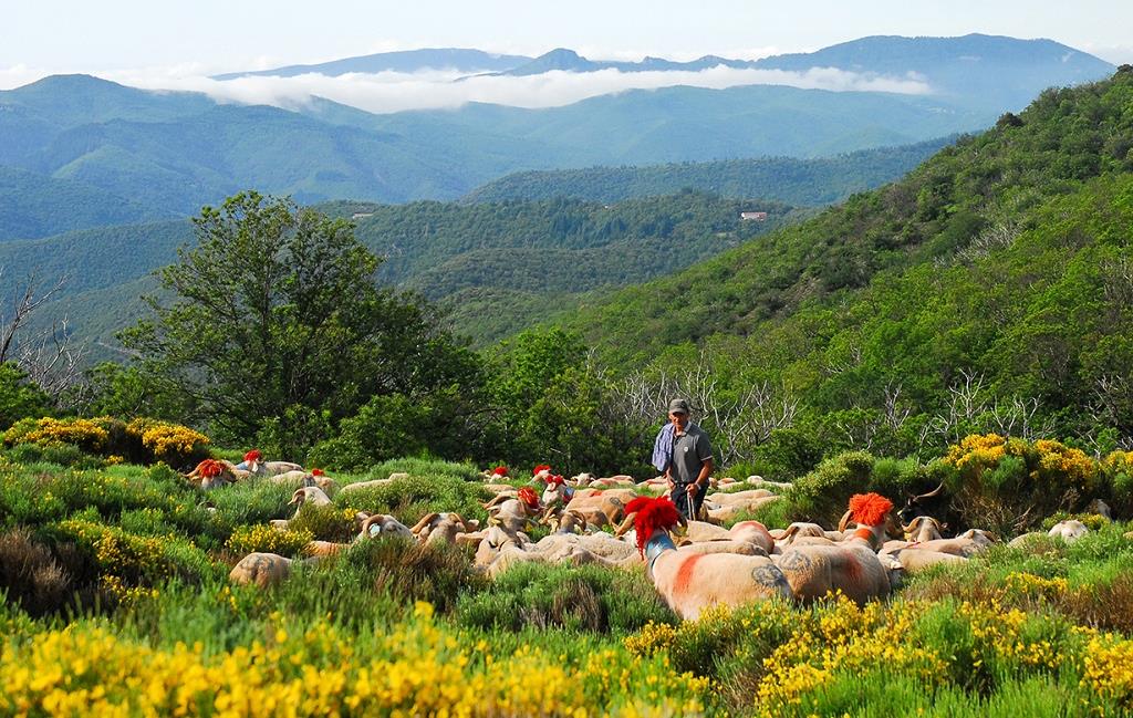 Cévennes : sur les anciens chemins de transhumance