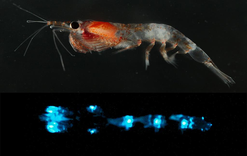 Bioluminescence : 20 000 lueurs sous les mers - © Jérôme Mallefet Bioluminescence : 20 000 lueurs sous les mers