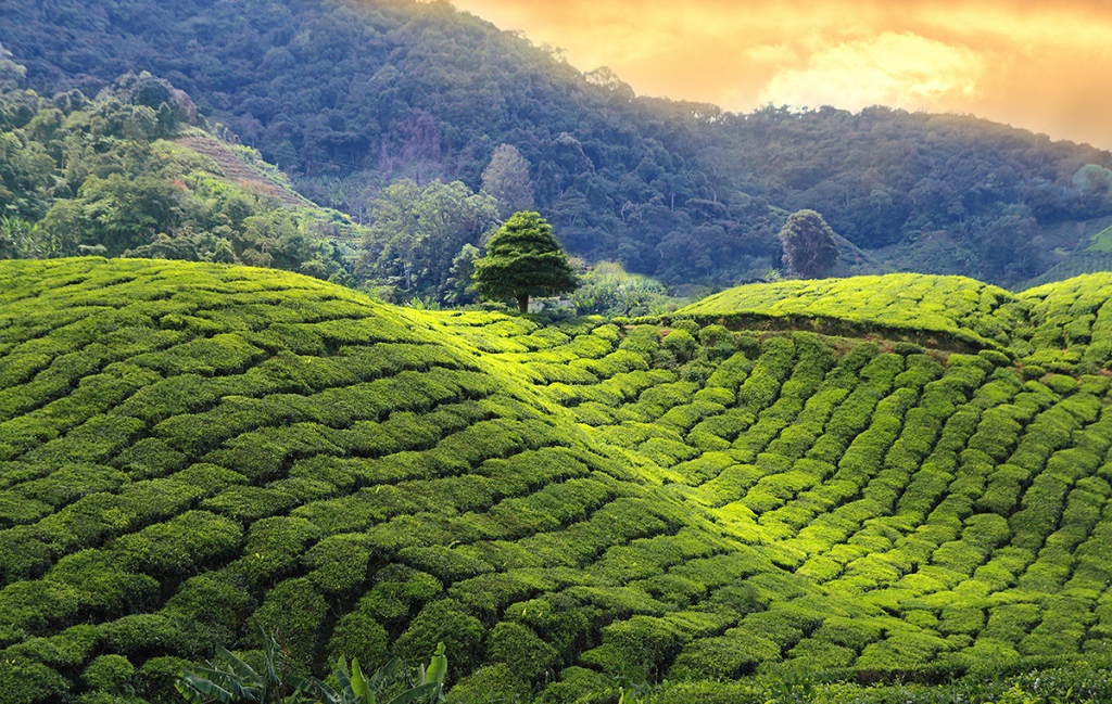 Rencontre avec Rukshan, guide Terres d’Aventure au Sri Lanka