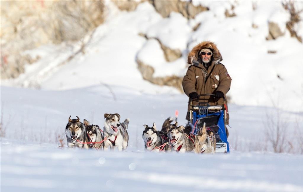 La beauté des neiges québécoises en traîneau à chiens