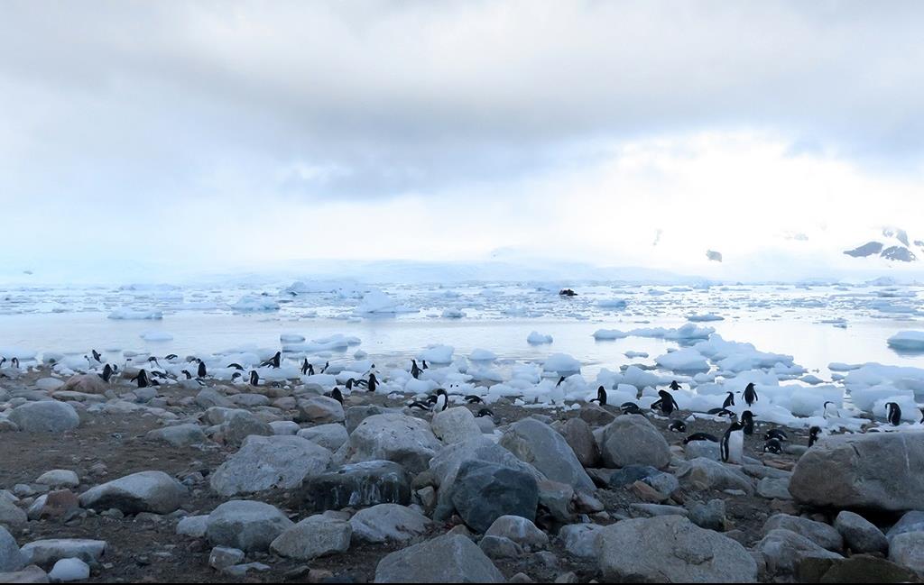 Plancius : la fabuleuse aventure de l’Antarctique - © Aymeric Labiche Plancius : la fabuleuse aventure de l’Antarctique