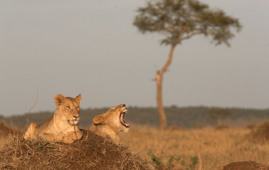 Kenya, un safari en famille 