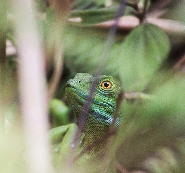 Partir au Costa Rica : écouter la symphonie de la nature