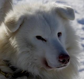 Et si vous deveniez parrain ou marraine d’un chien d’exception, un chien de Taïmyr ? 