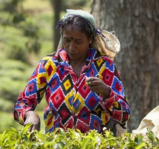 Déguster un thé du Sri Lanka 