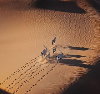 Safari en 2026 : Loin des clichés, l'aventure sauvage et responsable
