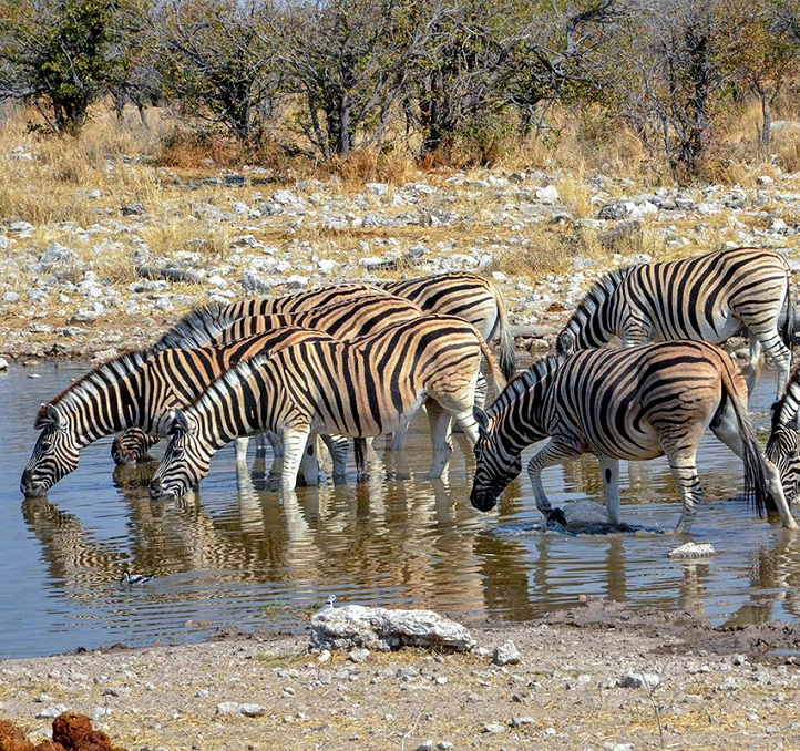 Afrique Australe : le chant de la savane