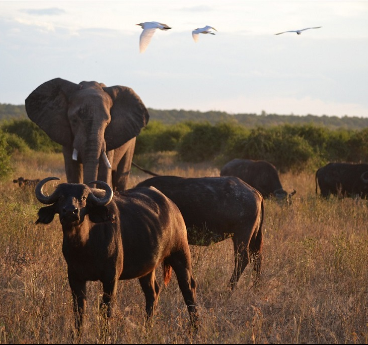 Faire un safari en famille en Afrique Australe