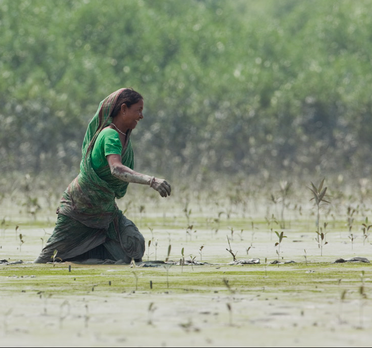 Inde : renaître avec la mangrove