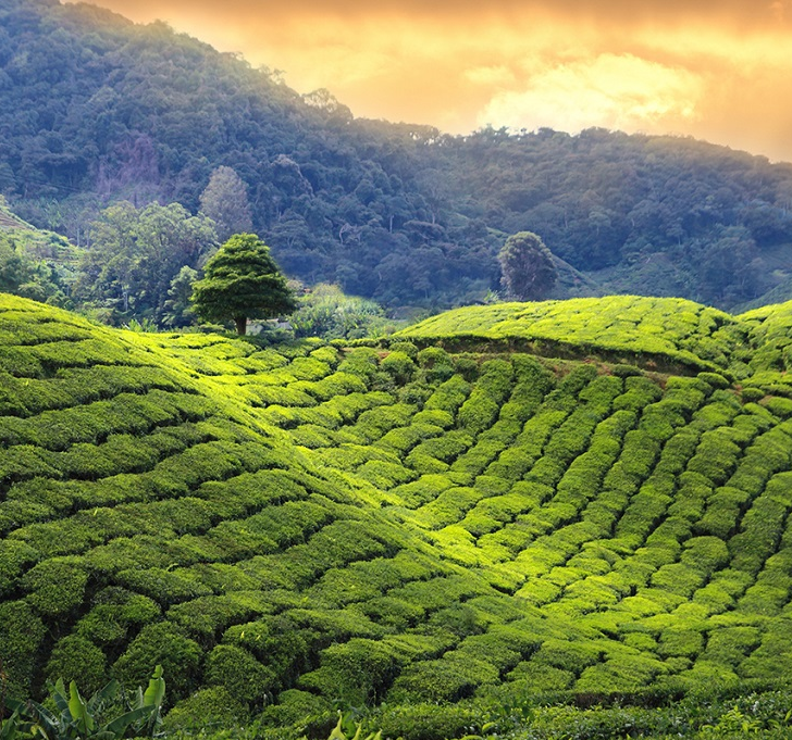 Rencontre avec Rukshan, guide Terres d’Aventure au Sri Lanka