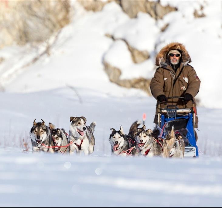 La beauté des neiges québécoises en traîneau à chiens