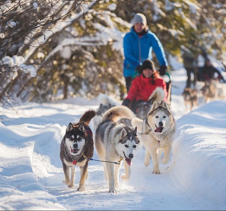 Rencontre avec Gilles, musher au Québec