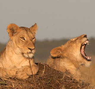 Kenya, un safari en famille 