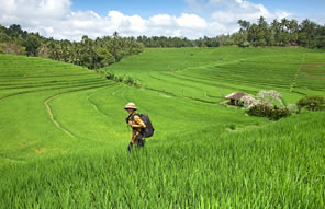 © Viberphoto.com - Bali - Indonésie