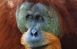 © Dominic Clarisse - Orang-outan dans la province de Sumatra - Indonésie