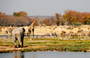le parc d'Etosha - Namibie
