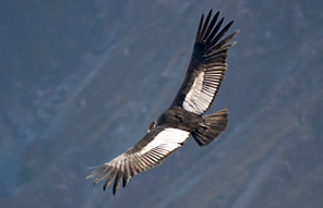 Arequipa et canyon de Colca