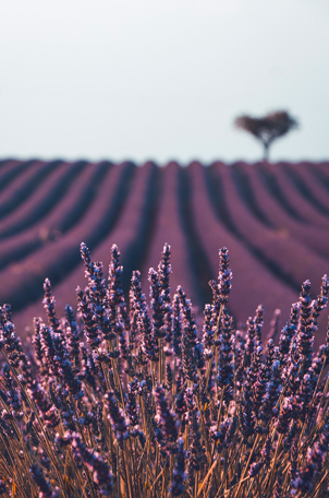 Provence-Alpes-Côte d’Azur © Massimiliano Donghi