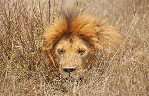 Parc national du Serengeti © Aminata Konte